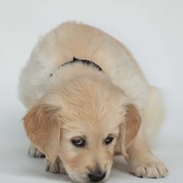 Golden Retriever Puppies from Valley County Goldens
