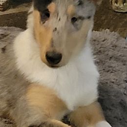 Collies and Pembroke Welsh Corgis from Dunnideer Farm