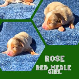 Rose - Red merle female Australian Shepherd puppy in Abilene, Texas from S&K Aussies N' Rotties