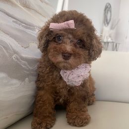 Dulce - Brown female Poodle puppy in Tampa, Florida from Designer Puppy Boutique