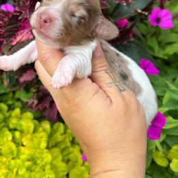 Hazel boy one - Dapple male Dachshund puppy in Payette, Idaho from NT Mini Doxies