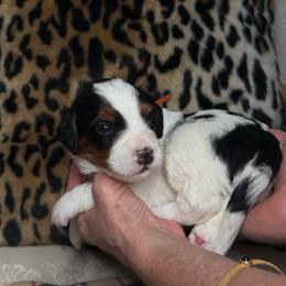 Orange - Tri-color male Bernedoodle puppy in Curtice, Ohio from The Pink Doghouse