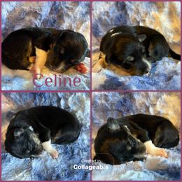 Celine - Tri-color female Border Collie puppy in Decatur, Alabama from Phantom Border Collies