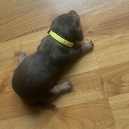 Girl 3 - Chocolate female Dachshund puppy in Stilwell, Oklahoma from Hoop's Dachshund