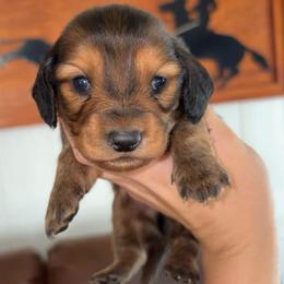 Marshall - Red male Dachshund puppy in Goldthwaite, Texas from Mini Mama Dachshunds
