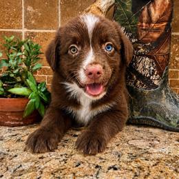 Bonfire - Red & white female Miniature Australian Shepherd puppy in White Plains, Kentucky from Garrett’s Ridge Farm