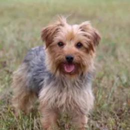 Ginger - Yorkshire Terrier