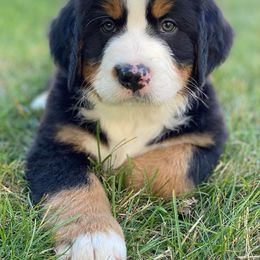 Bernese Mountain Dog Puppies from Lost coast bernese mountain dogs bernedoodles and standard poodles