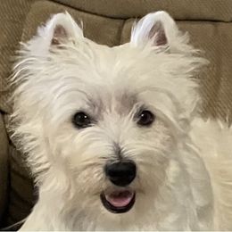 Penelope - West Highland White Terrier