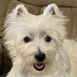 Penelope - West Highland White Terrier