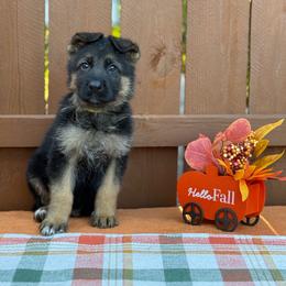 Wade (Yellow Collar) - Black and tan male German Shepherd puppy in Middlesex, North Carolina from Ace of Hearts K9’s