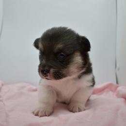 Beauty - Black and tan female Pembroke Welsh Corgi puppy in Alvin, Texas from Cottonwood Corgis