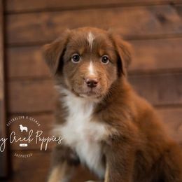 Australian Shepherds, German Shepherds, and Miniature Australian Shepherds from Dry Creek Puppies, LLC