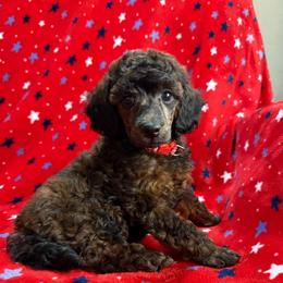 Red Collar - Brindle male Poodle puppy in Huntsville, Alabama from Flint River Poodles