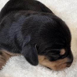 Delilah - Black and tan female Dachshund puppy in Wallingford, Kentucky from Hensley Homestead Dachshunds