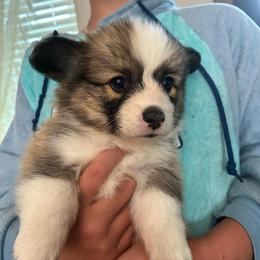 Blue collar boy - Red male Pembroke Welsh Corgi puppy in Flat Rock, Alabama from Fluffy Butt Acres