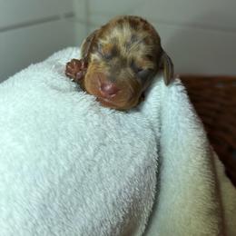 Rockyroad - Dapple female Dachshund puppy in Yuba City, California from Mulberry Dachshunds
