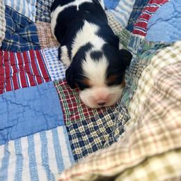 Chase - Tri-color male Cavalier King Charles Spaniel puppy in Stockdale, Texas from Great Oaks Farm Cavaliers