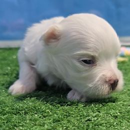 Marcus - White male Maltese puppy in Aurora, Missouri from KnJ Precious Paws LLC