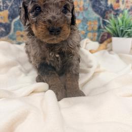 Honey - Merle female Bernedoodle puppy in Silver Lake, Indiana from ‘Mut’zger Doodles