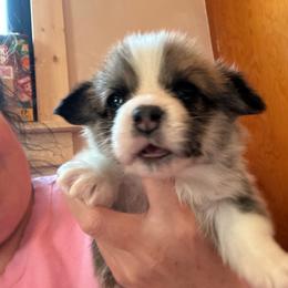 Denton - Sable male Pembroke Welsh Corgi puppy in Cheyenne, Wyoming from BriarFox Welsh Corgis