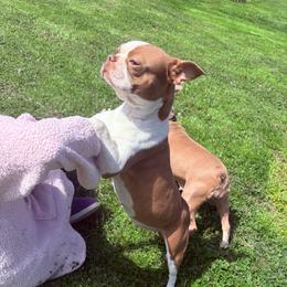 Delilah - Boston Terrier