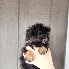 Brussels Griffon and Italian Greyhound Puppies from Adornare Kennels
