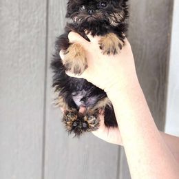 Brussels Griffon and Italian Greyhound Puppies from Adornare Kennels