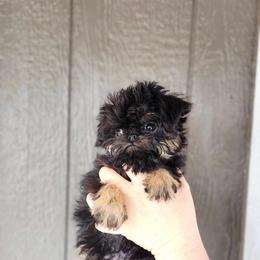 Brussels Griffon and Italian Greyhound Puppies from Adornare Kennels