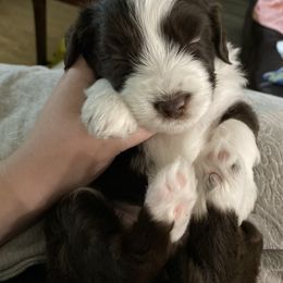 Aussiedoodle Puppies from Ever After Mini Doodles