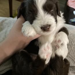 Aussiedoodle Puppies from Ever After Mini Doodles