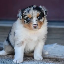 Paris - Blue merle female Australian Shepherd puppy in Prineville, Oregon from KC’s Aussies