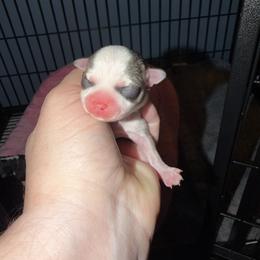 Kona - Chocolate sabled fawn female Chihuahua puppy in Madison, Virginia from KimberGlen Chihuahuas
