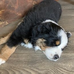 Miniature Australian Shepherd Puppies from Liberty Luck Mini Aussies