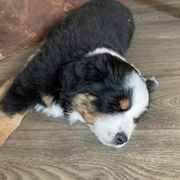 Miniature Australian Shepherd Puppies from Liberty Luck Mini Aussies