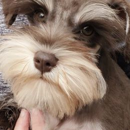 Miniature Schnauzers from Purcell Schnauzers