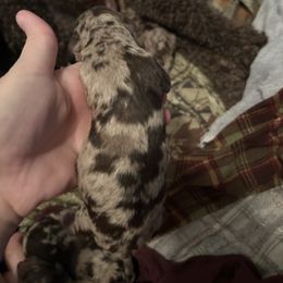 Girl 3 - Brown female Poodle puppy in Livingston, Louisiana from Hades Flame Kennel