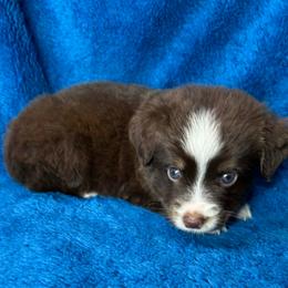 Boy 4 - Red tri male Miniature Australian Shepherd puppy in Hokes Bluff, Alabama from Alegria Toy Aussies