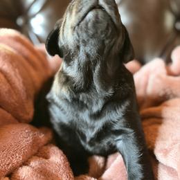 Girl 1 - female Labrador Retriever puppy in Winnemucca, Nevada from Oakley's Mountain View Kennel