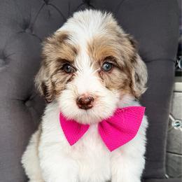 Pink - Chocolate merle female Bernedoodle puppy in Curtice, Ohio from The Pink Doghouse