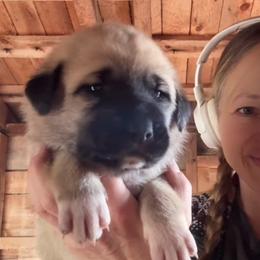 Male 7 - Biscuit and white male Anatolian Shepherd Dog puppy in Daggett, Michigan from T&S Anatolians