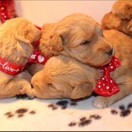 Airedale Terrier, Lakeland Terrier, and Welsh Terrier Puppies from Anne's Pups