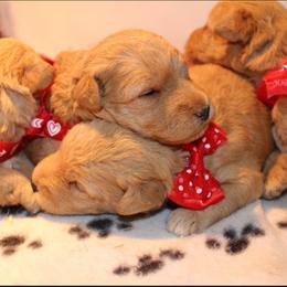 Airedale Terrier, Lakeland Terrier, and Welsh Terrier Puppies from Anne's Pups