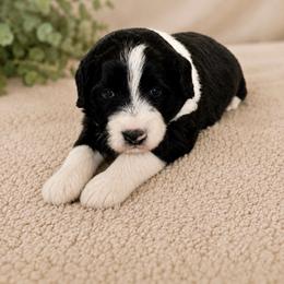 Pup 1 - Black and white male Aussiedoodle puppy in Yucaipa, California from Amazing Aussiedoodle and Double Doodles