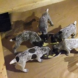German Shorthaired Pointer Puppies from Ocean Point Kennels