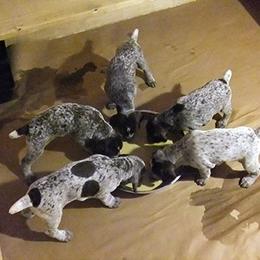 German Shorthaired Pointer Puppies from Ocean Point Kennels