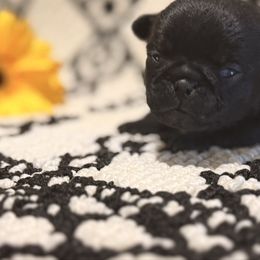 Liberty - Black female Pug puppy in Smiths Station, Alabama from Masters Pugs