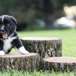 Chaplin - Black & white male Miniature Australian Shepherd puppy in White Oak, Texas from Triple Lake Ranch Miniature Australian Shepherds
