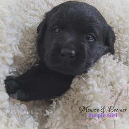 Purple girl - Black female Labrador Retriever puppy in Nacogdoches, Texas from Westlane Dogs
