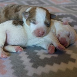 American Corgi and Pembroke Welsh Corgi Puppies from Chloe's Colorful Corgis